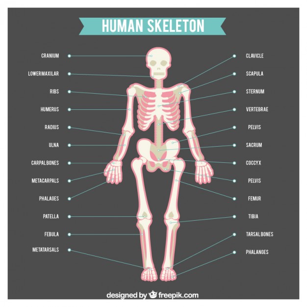 human skeleton parts – add3d.ru